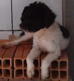 Cachorro ra a  idade 2 a 6 meses nome Não tem