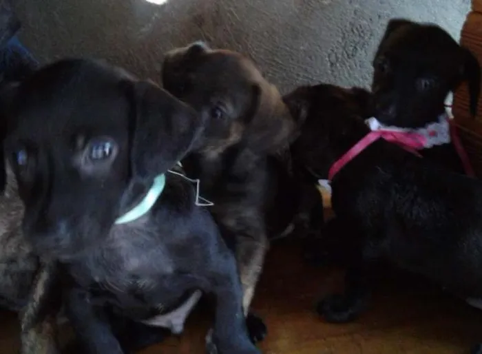 Cachorro ra a  idade 2 a 6 meses nome Não tem