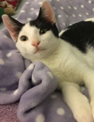 Gato raça SRD idade 2 a 6 meses nome Chantilly