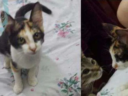 Gato ra a Srd idade 2 a 6 meses nome Gatinha tricolor