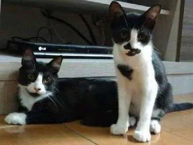 Gato ra a Indefinida idade 2 a 6 meses nome Jorge e Mateus