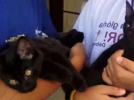 Gato ra a  idade 2 a 6 meses nome AINDA NÃO TEM.