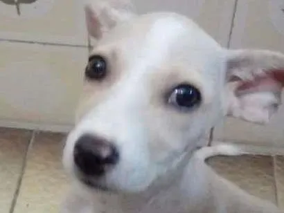Cachorro ra a Pinscher/fox paulistihna  idade 2 a 6 meses nome Bebel