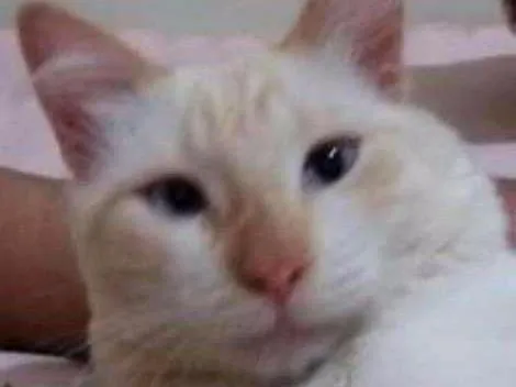Gato ra a  idade 1 ano nome Snow