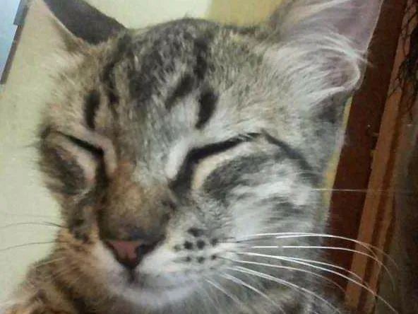 Gato ra a Siamês  idade 2 a 6 meses nome Lua