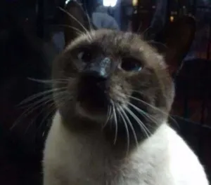 Gato raça Siamês idade 1 ano nome fred