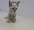 Gatões