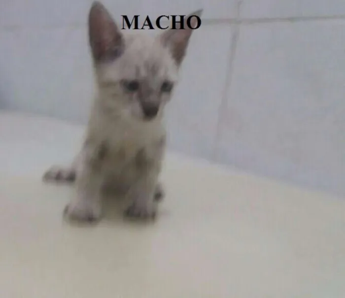 Gato ra a SRD idade 2 a 6 meses nome Gatões