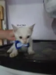 Gatões
