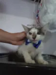 Gatões