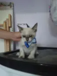 Gatões