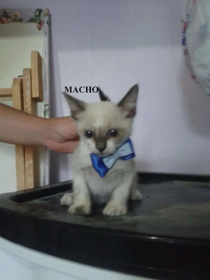 Gato ra a SRD idade 2 a 6 meses nome Gatões