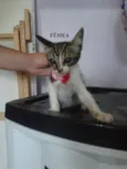 Gatões