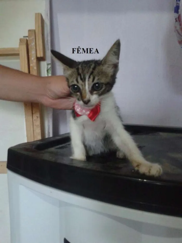 Gato ra a SRD idade 2 a 6 meses nome Gatões