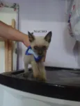 Gatões