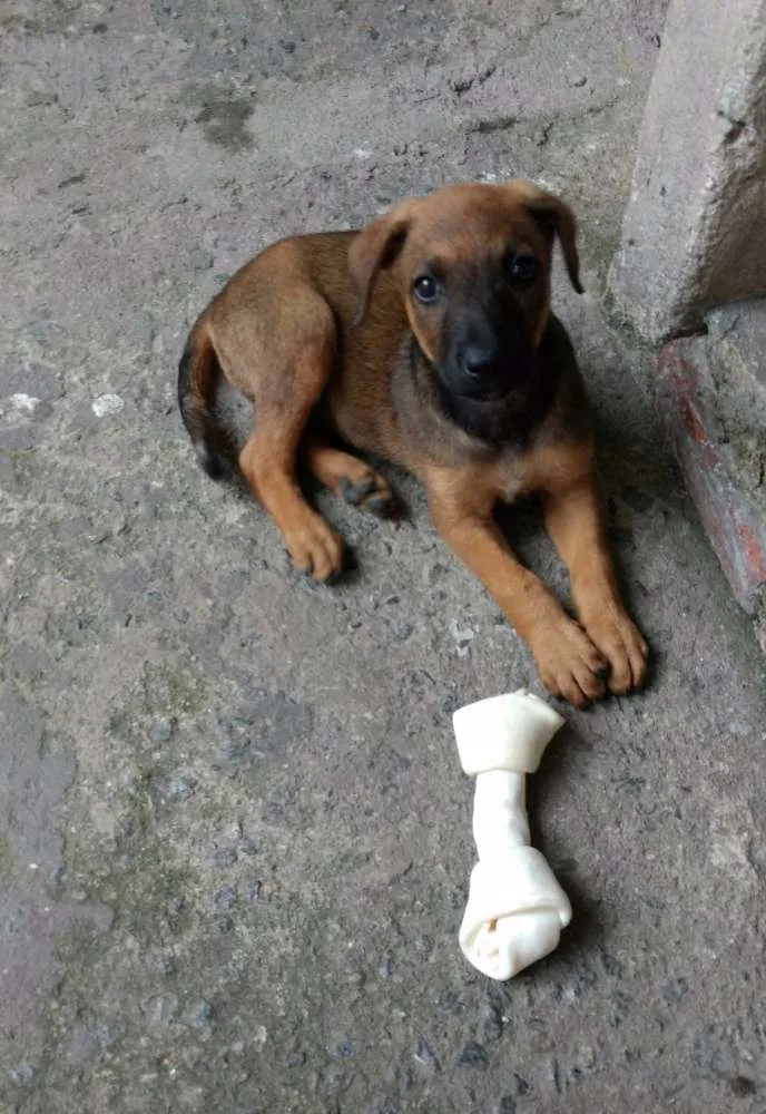 Cachorro ra a Não sabemos idade 2 a 6 meses nome Cacau