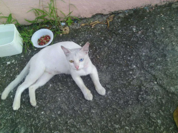 Gato ra a vira lata idade 7 a 11 meses nome Clarinha