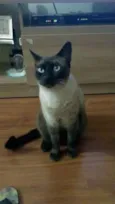 Diego