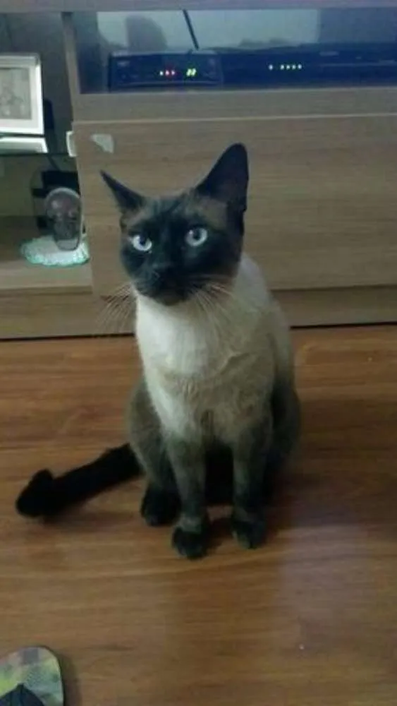 Gato ra a Siames idade 3 anos nome Diego