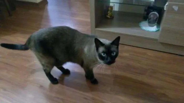 Gato ra a Siames idade 3 anos nome Diego