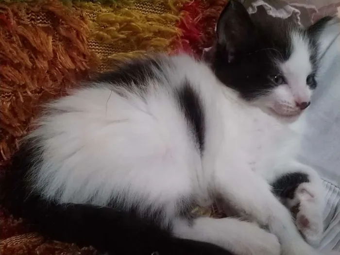Gato raça  idade Abaixo de 2 meses nome 3 Gatos