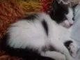 3 Gatos