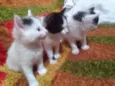 3 Gatos