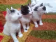 3 Gatos