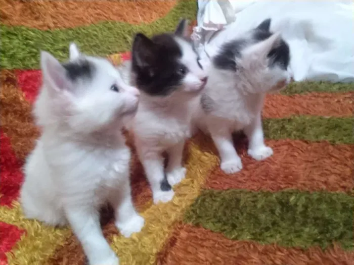 Gato raça  idade Abaixo de 2 meses nome 3 Gatos