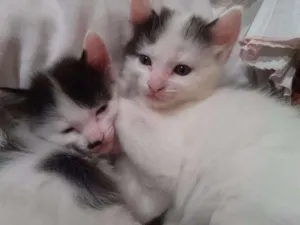 Gato raça  idade Abaixo de 2 meses nome 3 Gatos