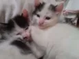3 Gatos