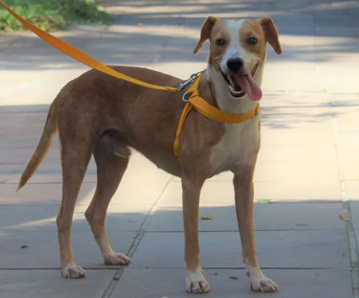 Cachorro ra a SRD idade 7 a 11 meses nome Pudim