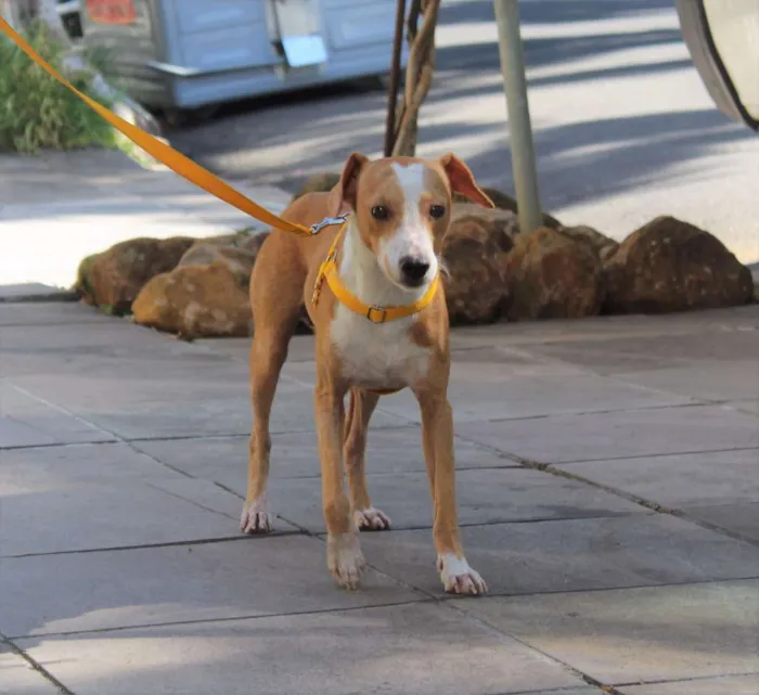 Cachorro ra a SRD idade 7 a 11 meses nome Pudim