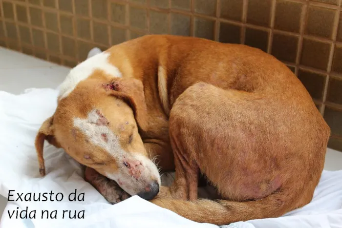 Cachorro ra a SRD idade 7 a 11 meses nome Pudim