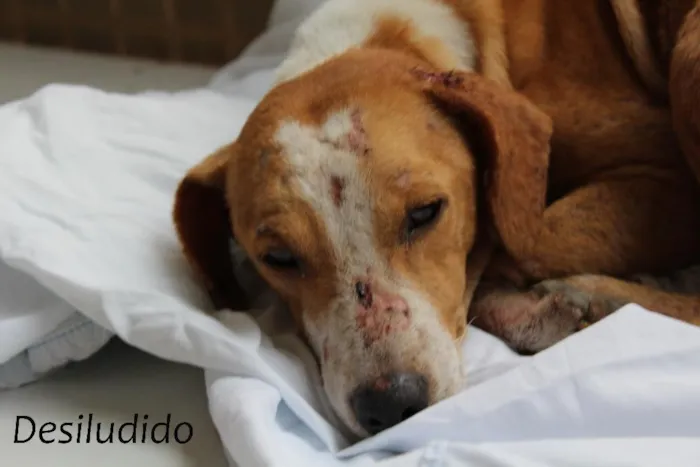 Cachorro ra a SRD idade 7 a 11 meses nome Pudim