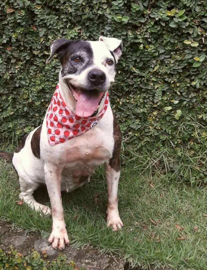 Cachorro ra a Pit-Bull idade 4 anos nome Rayla