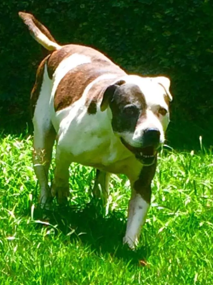 Cachorro ra a Pit-Bull idade 4 anos nome Rayla