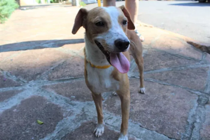 Cachorro ra a SRD idade 7 a 11 meses nome Pudim