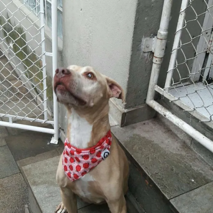 Cachorro ra a Pit-Bull idade 4 anos nome VICKY