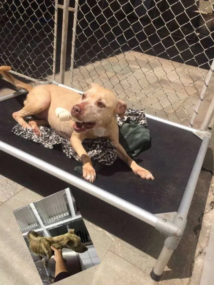 Cachorro ra a Pit-Bull idade 4 anos nome VICKY