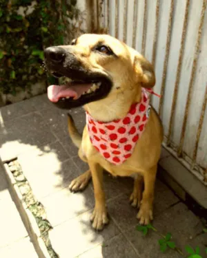 Cachorro raça SRD idade 1 ano nome LINDINHA