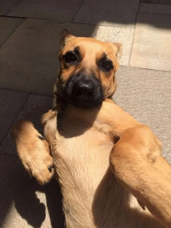 Cachorro ra a SRD idade 1 ano nome LINDINHA