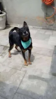 Rambo