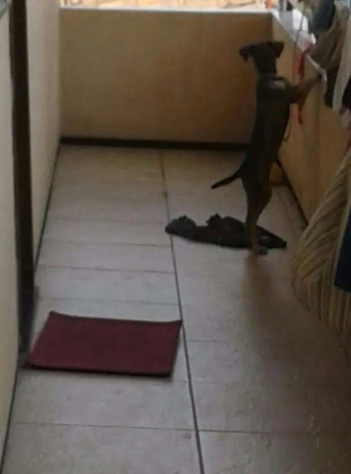 Cachorro ra a Misturada  idade 2 a 6 meses nome Belinha 