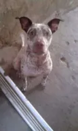 Pit