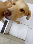 Dara/Dark/Coisinha