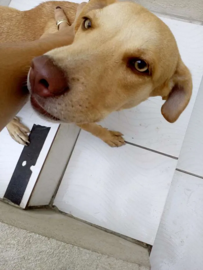 Cachorro raça SRD idade 1 ano nome Dara/Dark/Coisinha