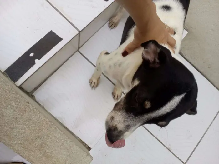 Cachorro raça SRD idade 1 ano nome Dara/Dark/Coisinha