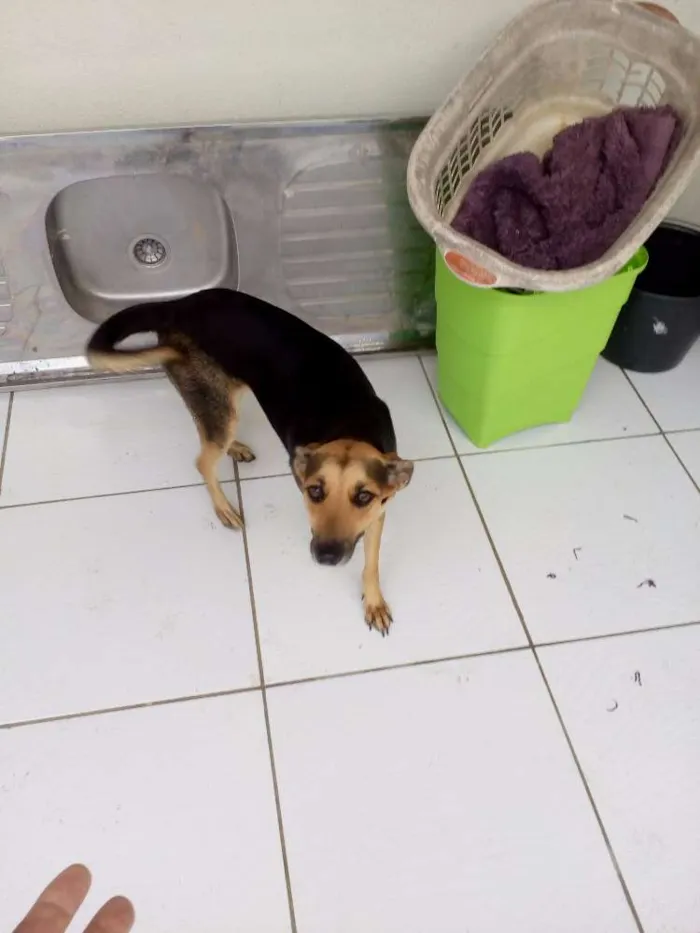Cachorro raça SRD idade 1 ano nome Dara/Dark/Coisinha