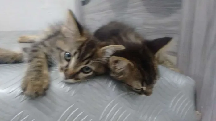 Gato ra a Vira lata idade 2 a 6 meses nome Sem nome